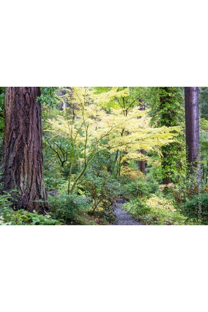 Японский клен Сангокаку (Acer palmatum 'Sangokaku') на фоне зеленого леса.